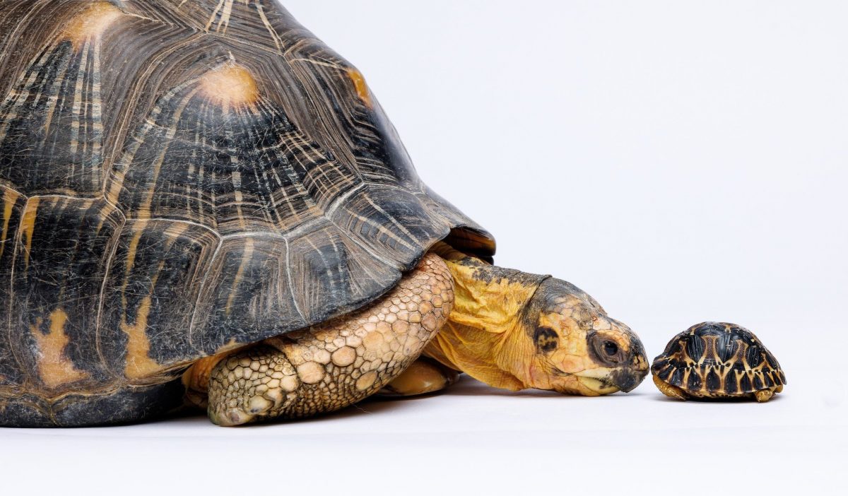 large and small radiated tortoises