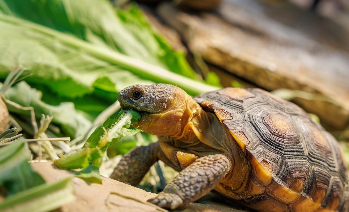 A turtle hatchling tucks into fresh greens.