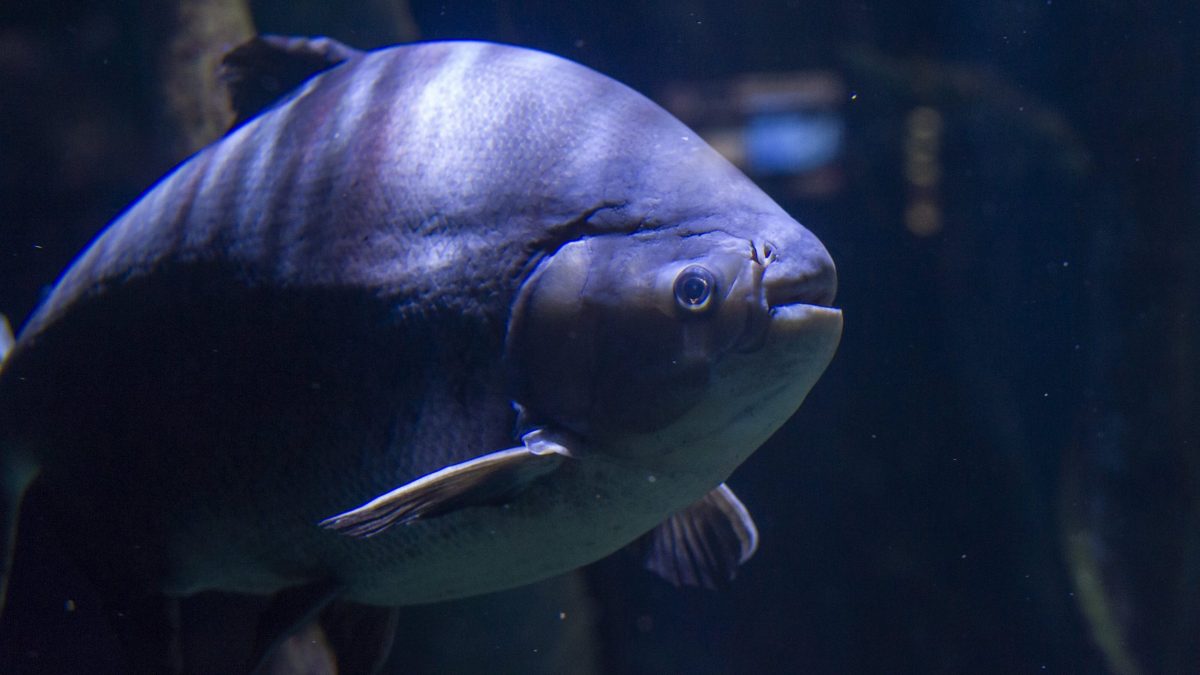 A South American Pacu swims in the Tennessee Aquarium