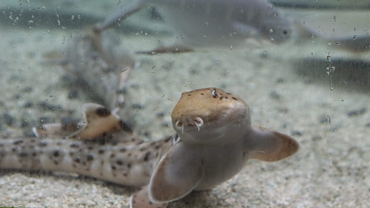 An Epaulette Shark swims in the Stingray Bay touch experience at the Tennessee Aquarium