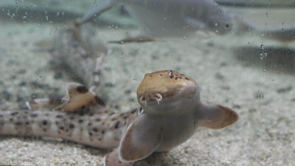 Aquarium, Glow in the dark Shark