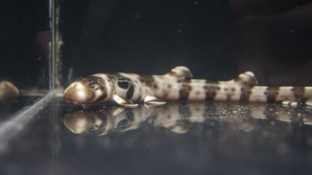 A baby Epaulette Shark rests in a container at the Tennessee Aquarium