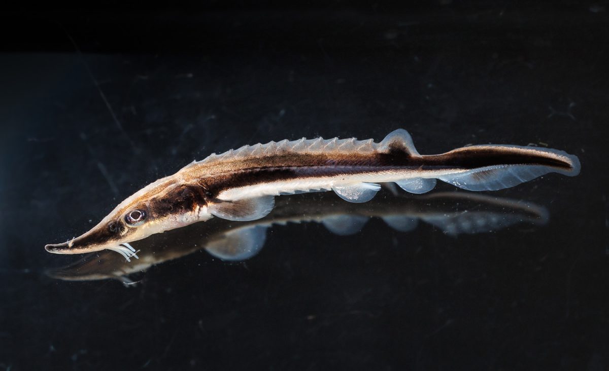 A young Lake Sturgeon is viewed through a photographic aquarium after arriving at the Tennessee Aquarium Conservation Institute.