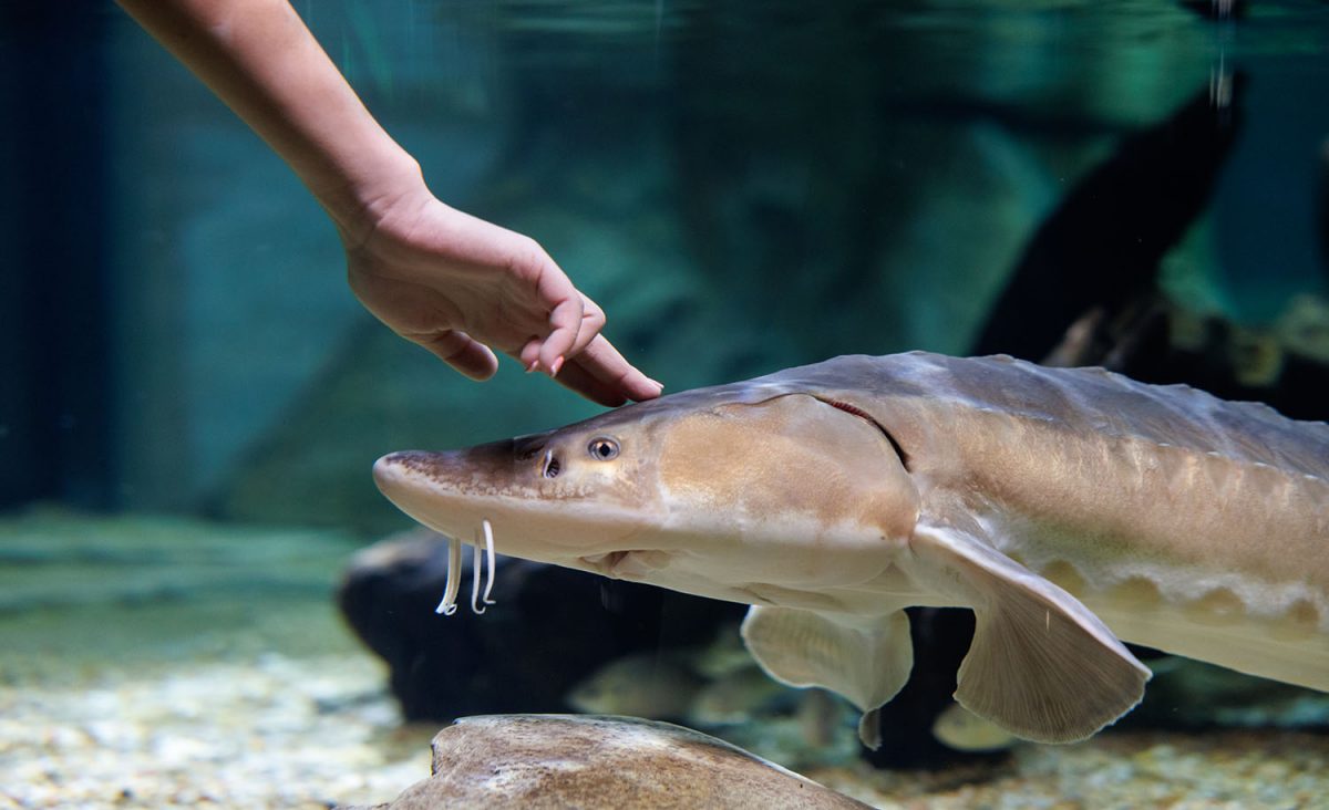 A guest touches an adult Lake Sturgeon in the Tennessee Aquarium's Ridges to Rivers gallery. Online visitors can check in on this exhibit via an always-live webcam at https://tnaqua.org/live/lake-sturgeon-cam/