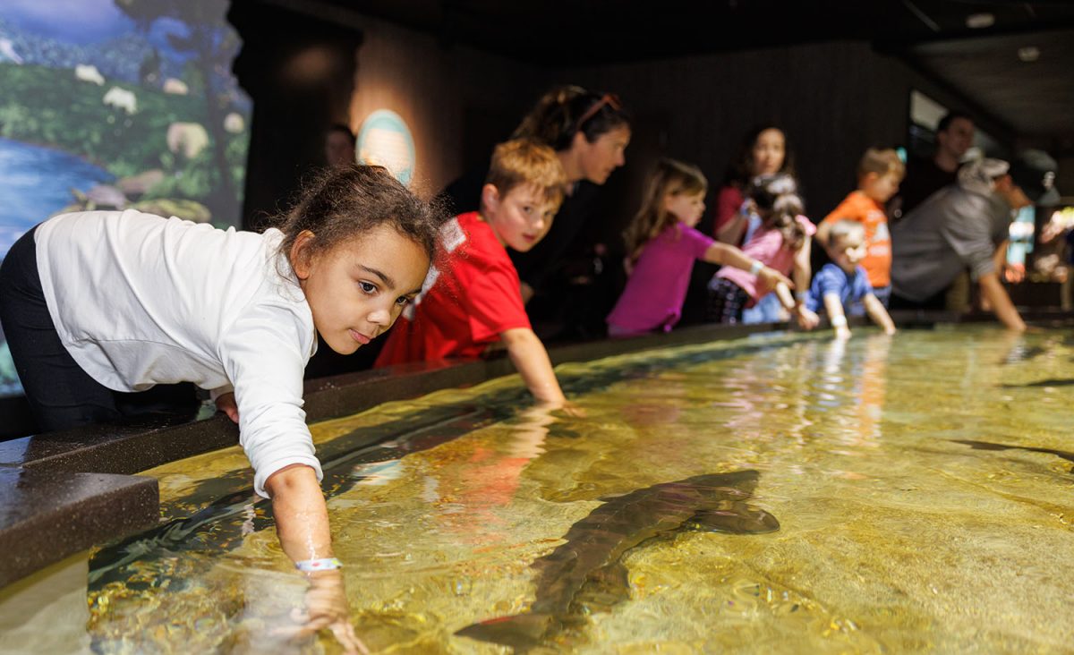 Young guests touch adult Lake Sturgeon in the Tennessee Aquarium's RIdges to Rivers gallery.