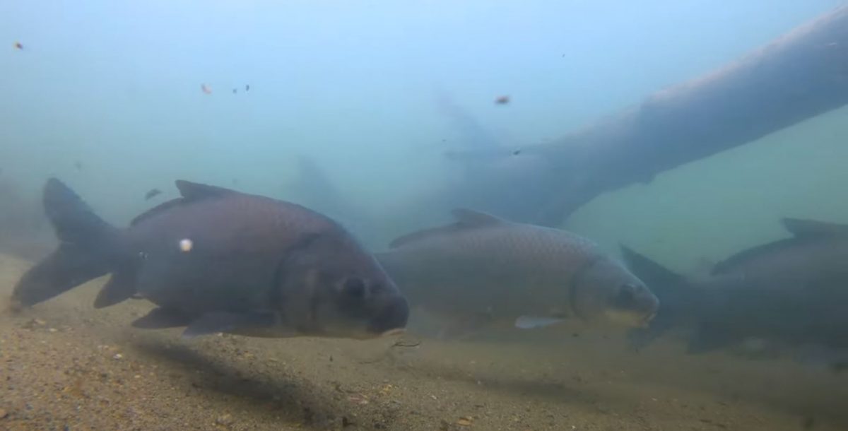 Small-mouth Buffalo swimming in river