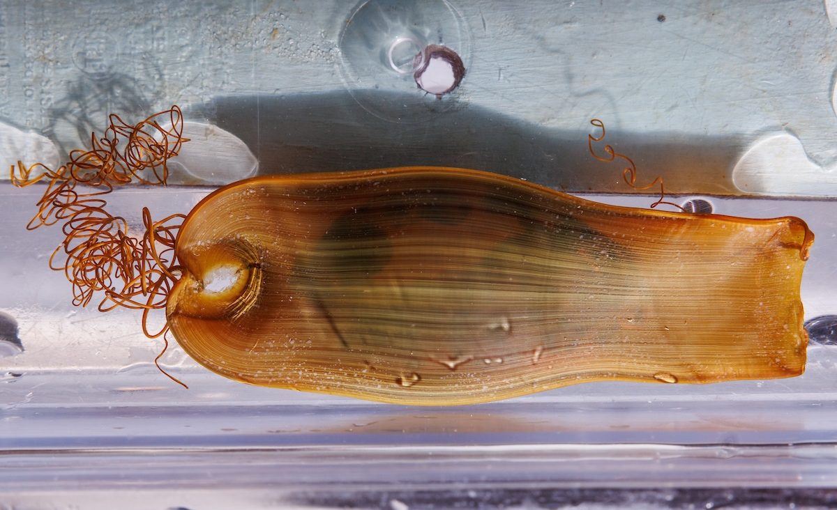 A Swell Shark egg case, also known as a “mermaid’s purse,” at the Tennessee Aquarium. The pup developing inside will be only a few inches long once hatched but could reach up to three feet in length as an adult.