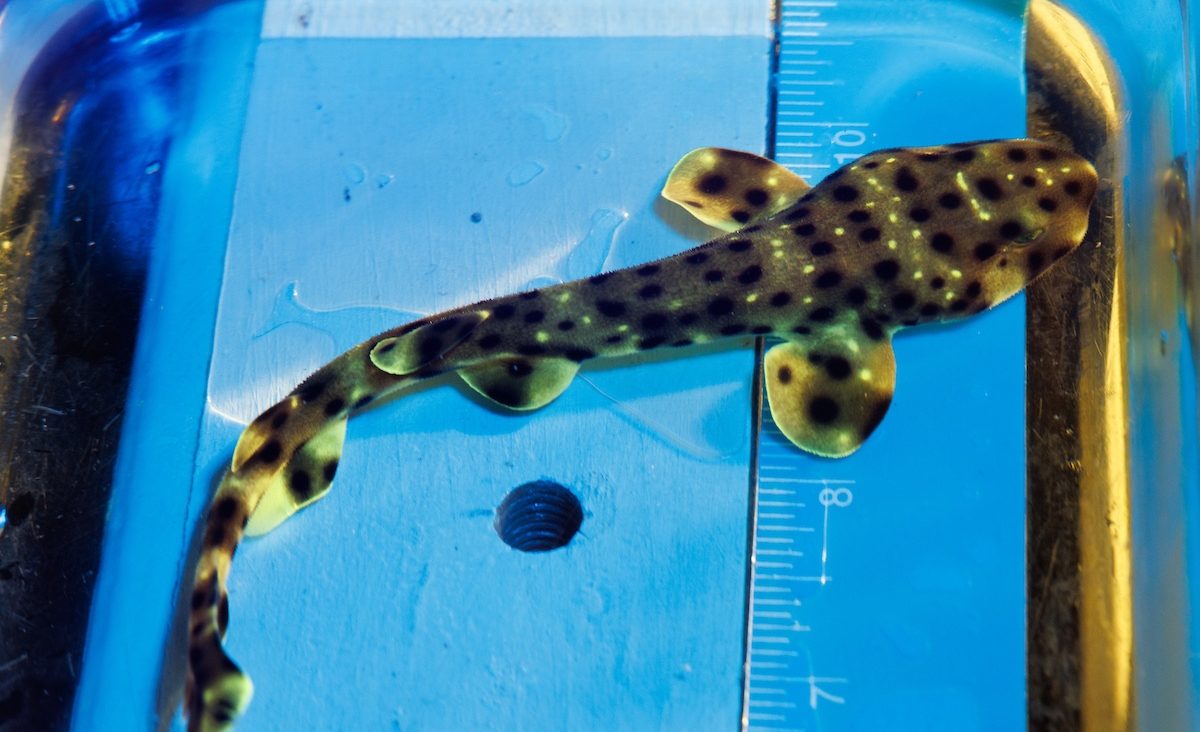 A recently hatched Swell Shark pup demonstrates its biofluorescence under a blacklight. This species has specially adapted eyes that filter out wavelengths of light to more easily see and recognize other sharks in deep, dark water.
