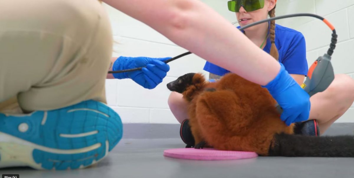 staff performing cold-laser therapy on lemur