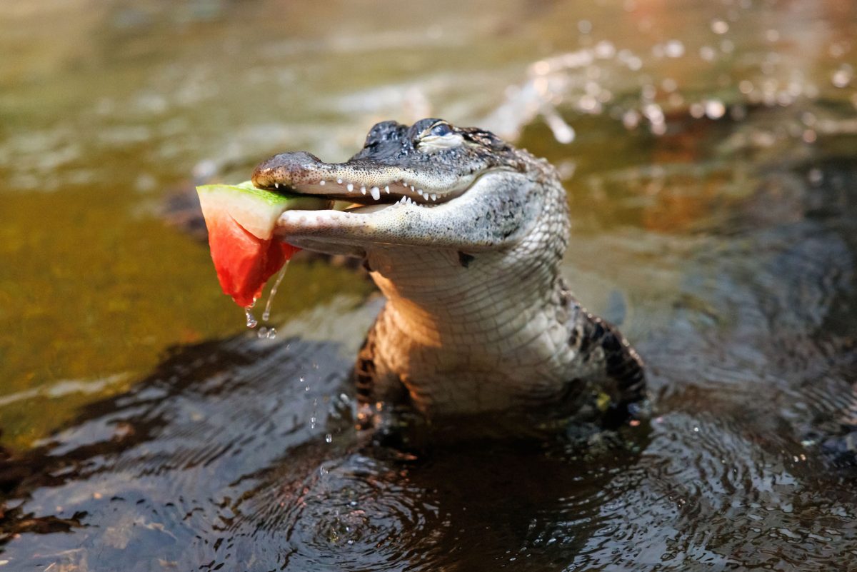 An American Alligator chomps on a slice of watermelon