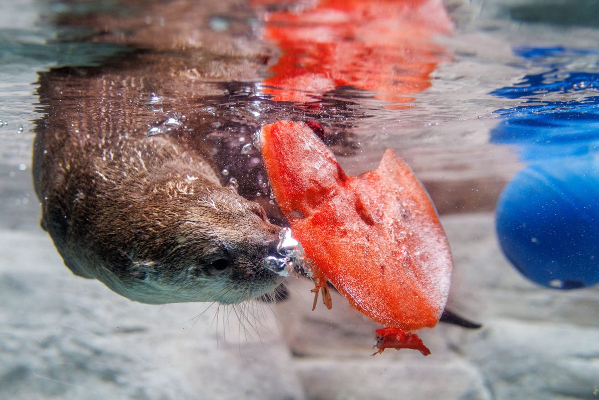 An otter swims with a frozen treat