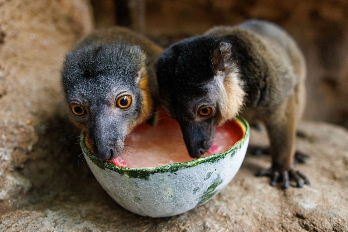 Lemurs licking a frozen watermelon