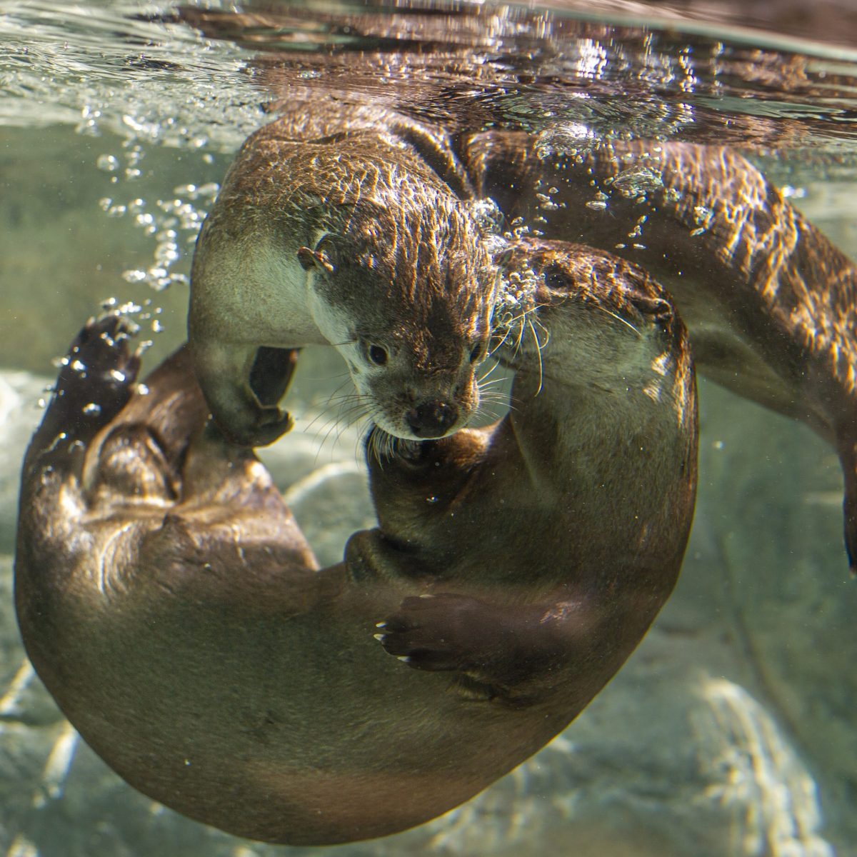 Two North American River Otters play underwater