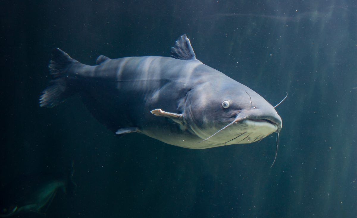 Catfish the Size of Volkswagens” and Other Catfish Myths You Didn't Know ·  Tennessee Aquarium