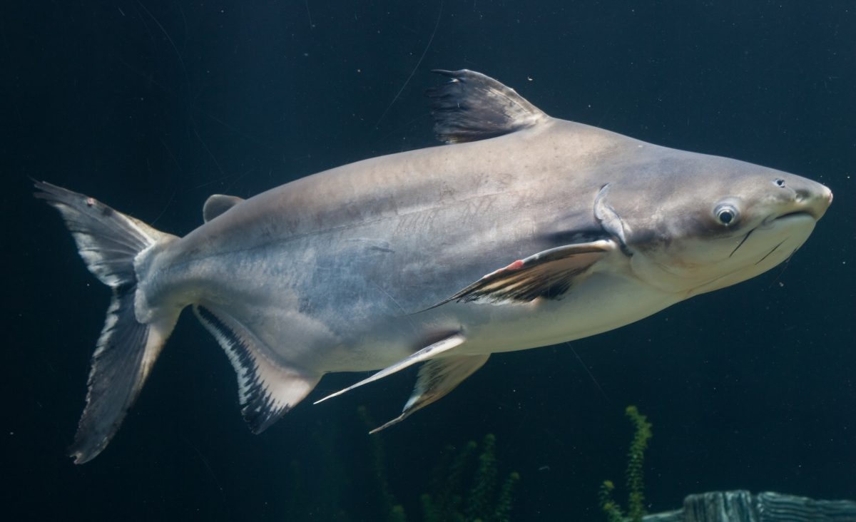 Giant Pangasius Catfish