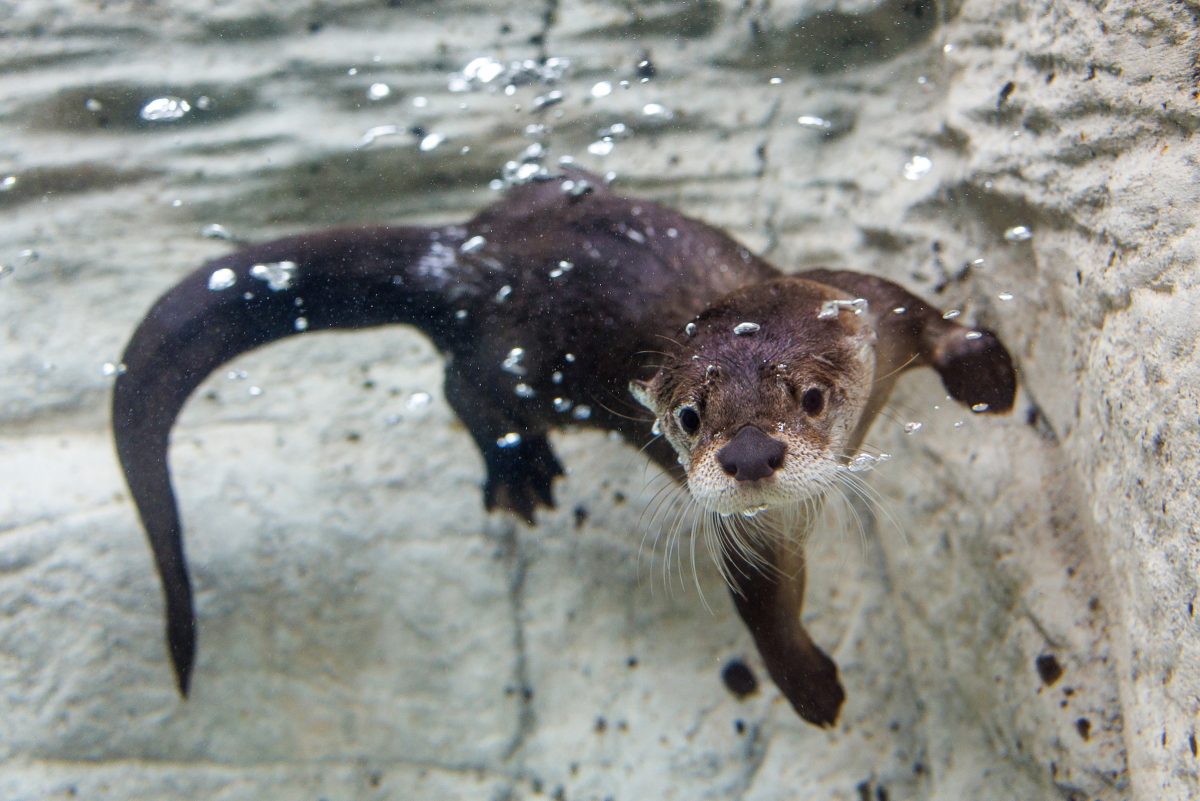 Sunshine underwater