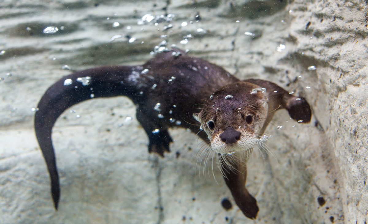 Sunshine, the Tennessee Aquarium's new female North American River Otter (Lontra canadensis), enjoys the facility's River Otter Falls exhibit.