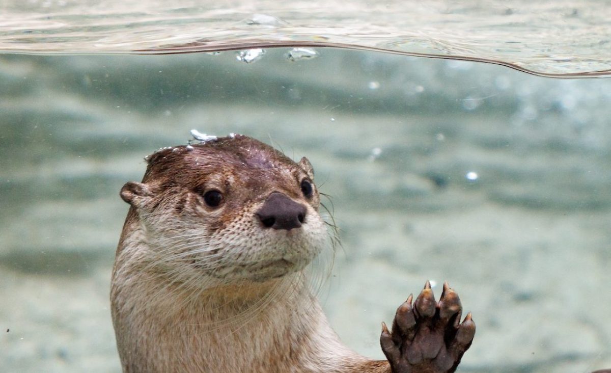 Sunshine, the Tennessee Aquarium's new female North American River Otter (Lontra canadensis) in the River Otter Falls exhibit.
