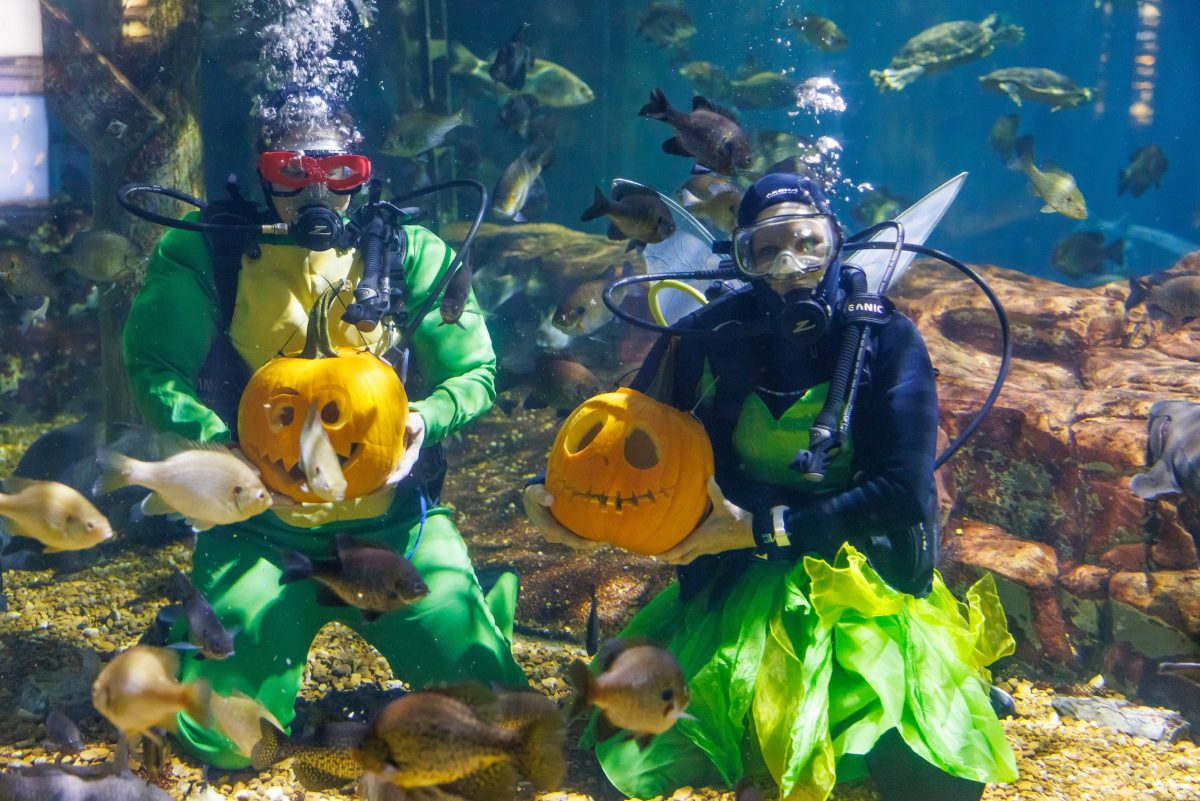 olunteer divers Dr. Lisa Shier, left, and Marie Dement carve pumpkins in the Tennessee Aquarium's Tennessee River exhibit for the month of ODDtober.
