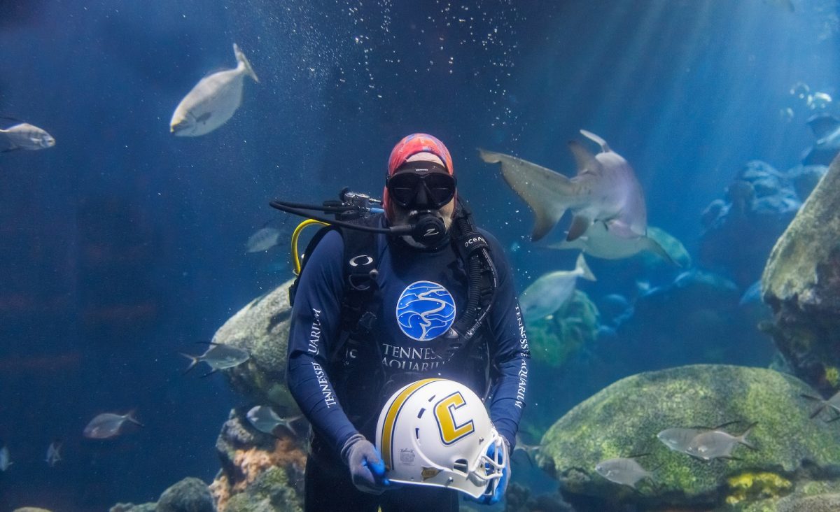 Volunteer diver Jimmy Lowrey holds a University of Tennessee at Chattanooga football helmet in the Secret Reef at the Tennessee Aquarium.