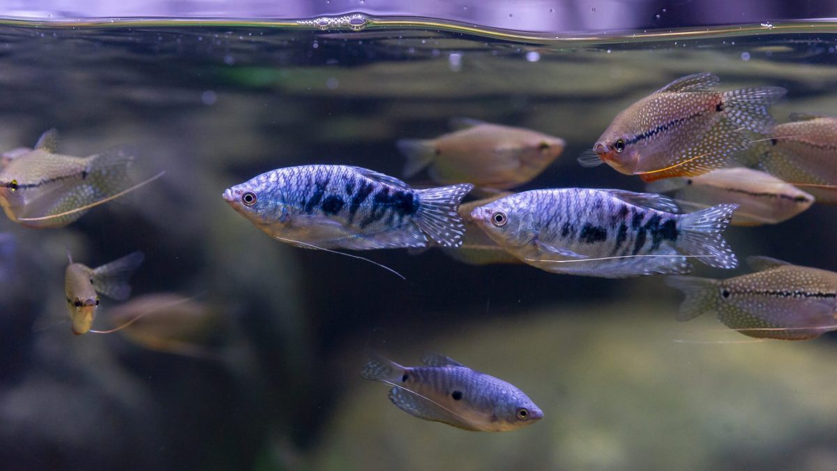 Gouramis in the Kapuas River exhibit at the Tennessee Aquarium