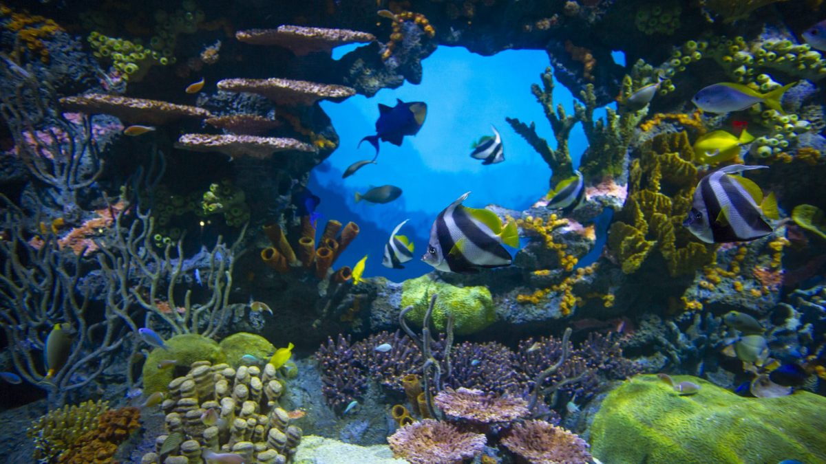 The Indo-Pacific Reef exhibit at the Tennessee Aquarium