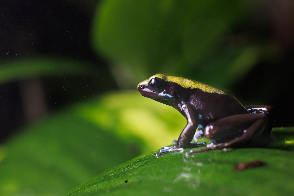 A colorful (and toxic) Mantella Frog from Madagascar sits poised on exhibit in the Tennessee Aquarium’s Island Life gallery.