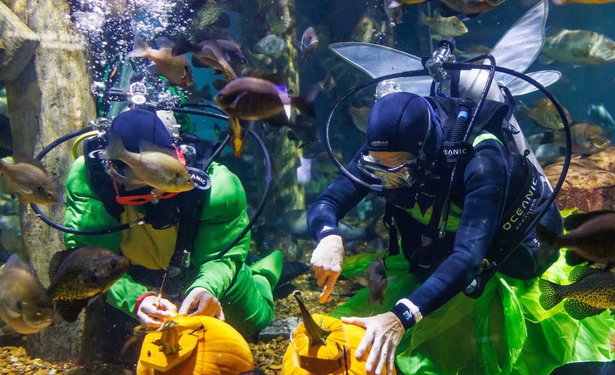 Volunteer divers Dr. Lisa Shier, left, and Marie Dement carve pumpkins in the Tennessee Aquarium's Tennessee River exhibit for the month of ODDtober.