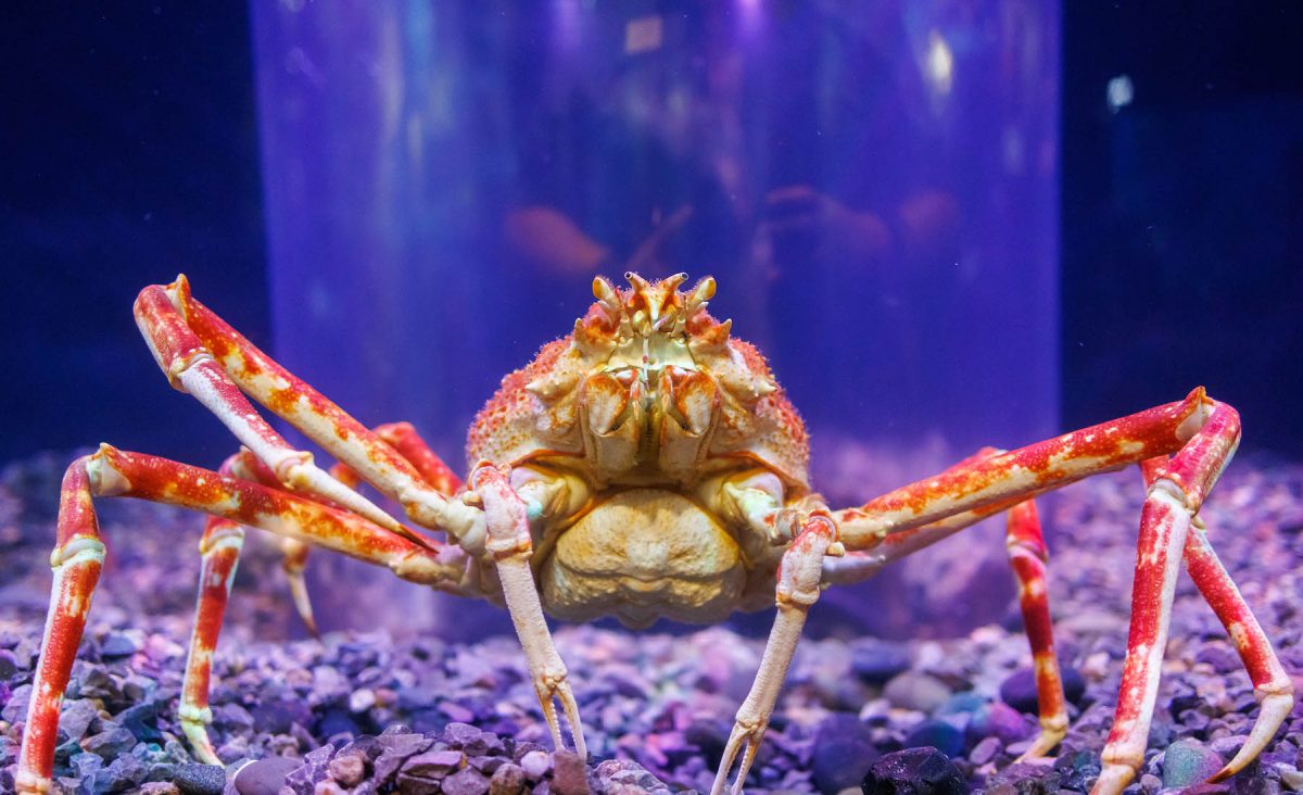 A Japanese Spider Crab in Tennessee Aquarium’s Boneless Beauties gallery.
