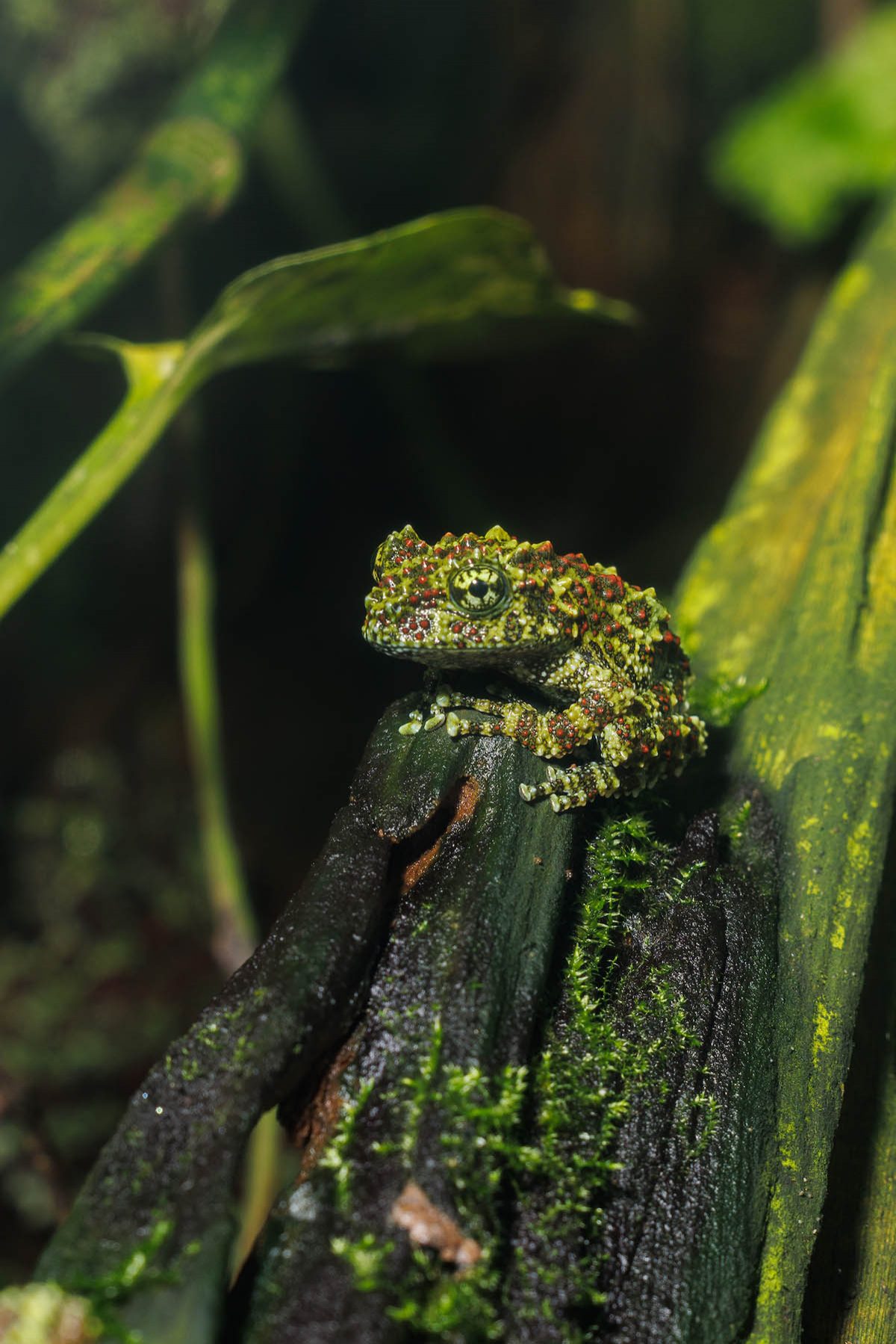 A Vietnamese Mossy Frog in Tennessee Aquarium’s Rivers of the World gallery.