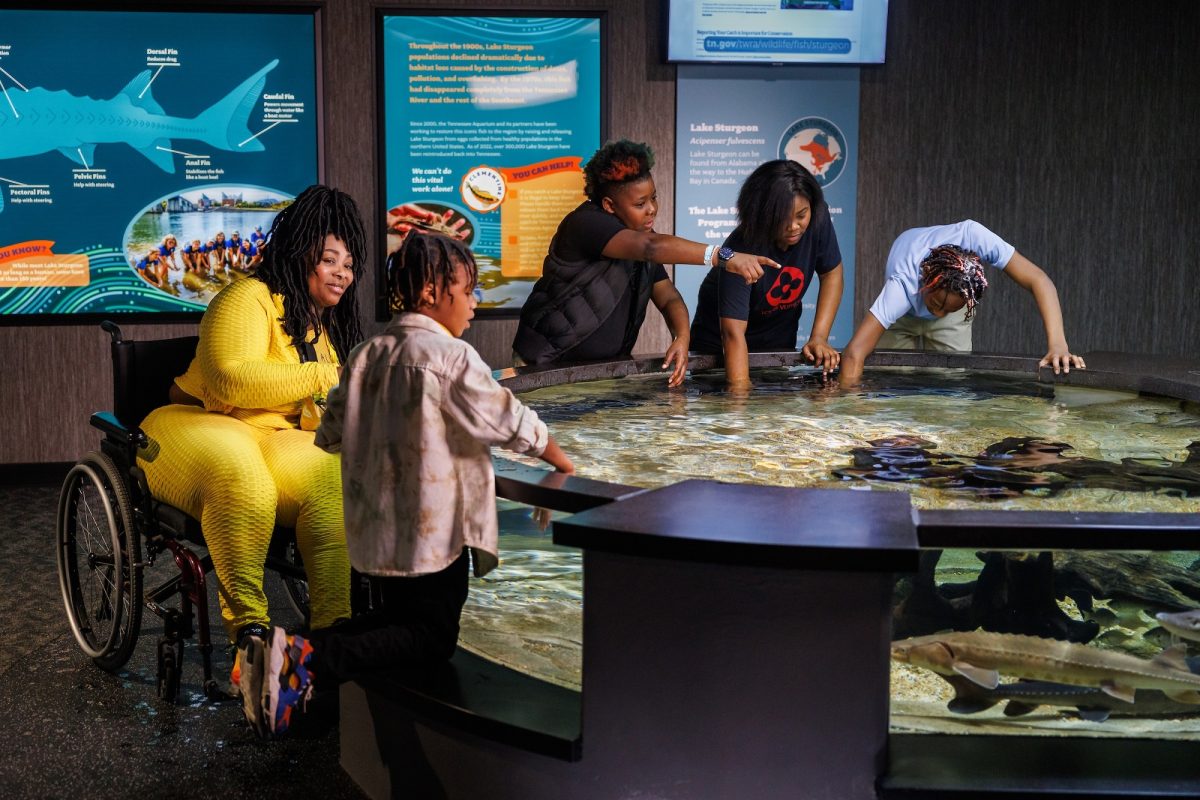 Guests line the sides of Sturgeon Bend, a Lake Sturgeon touch experience located in the Tennessee Aquarium’s recently opened Ridges to Rivers gallery.