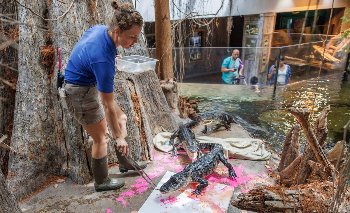 Senior Animal Care Specialist Jennifer Wawra paints with an American Alligator in the Delta Country exhibit for the Tennessee Aquarium's fall fundraising auction.