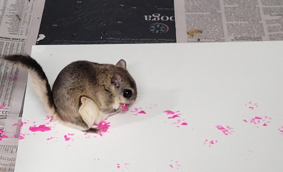 A Southern Flying Squirrel paints a canvas for the Tennessee Aquarium's fall fundraising auction.