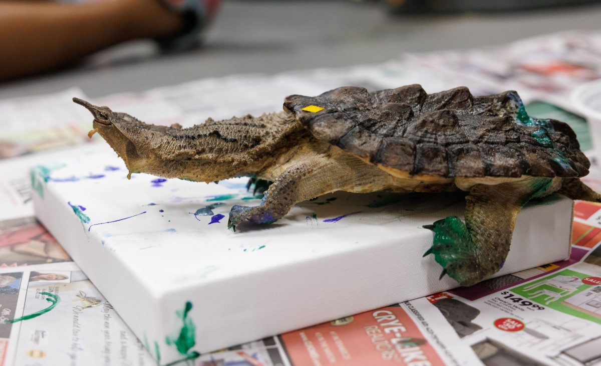 A Mata Mata turtle paints a canvas.