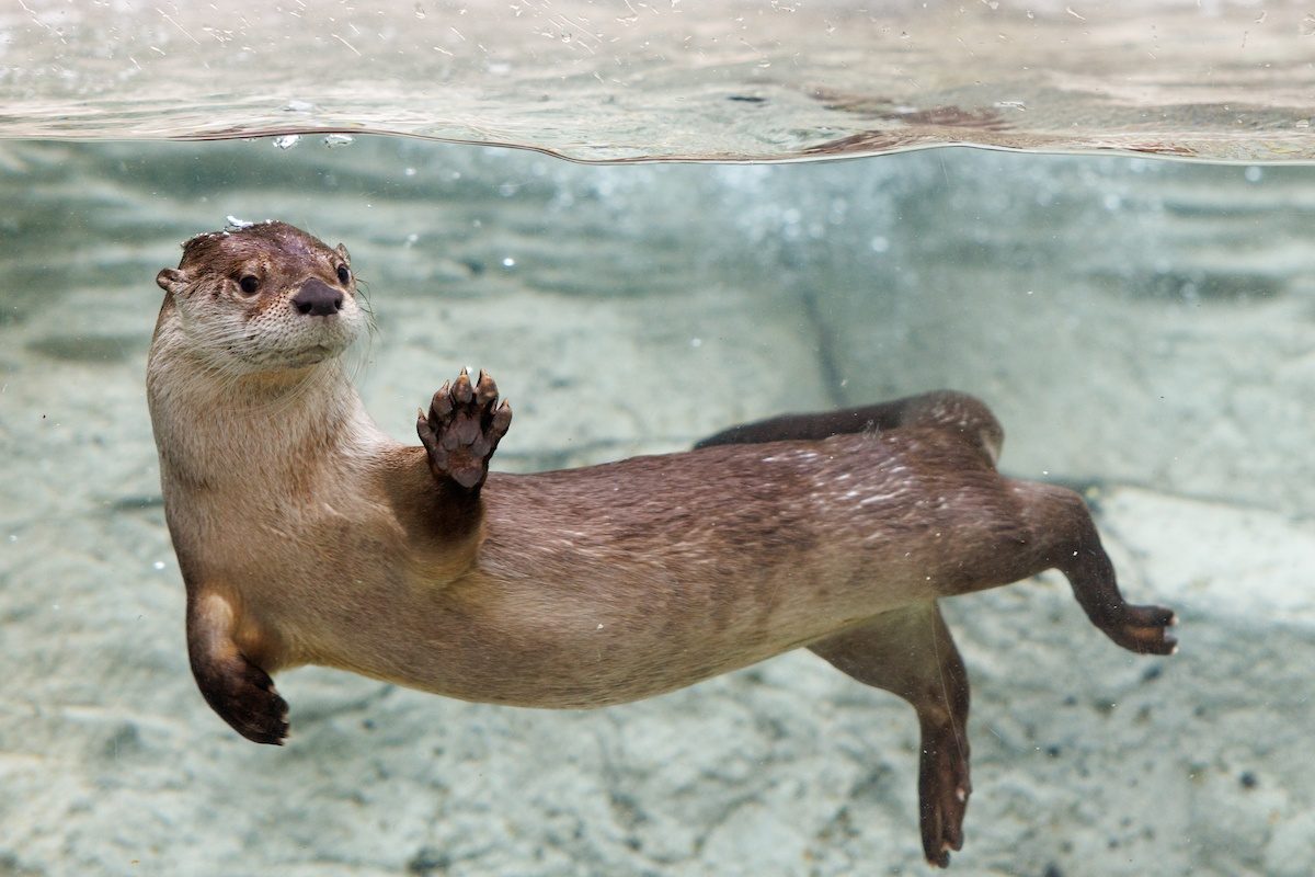 Sunshine, a newly introduced female North American River Otter, waves hello while swimming in the Tennessee Aquarium’s River Otter Falls exhibit.