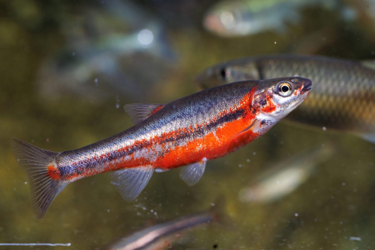 A Tennessee Dace