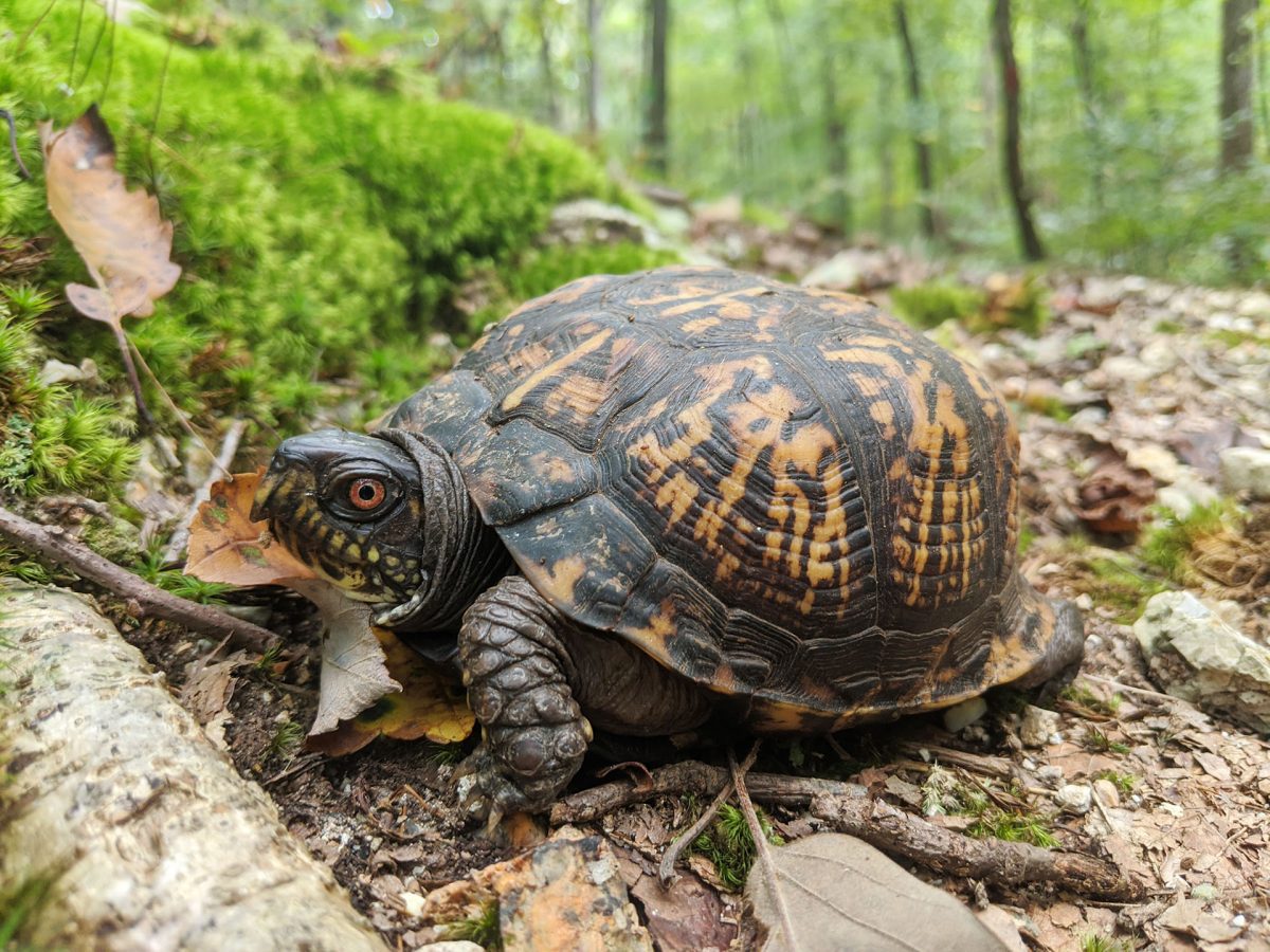 Photo of Eastern Box Turtle