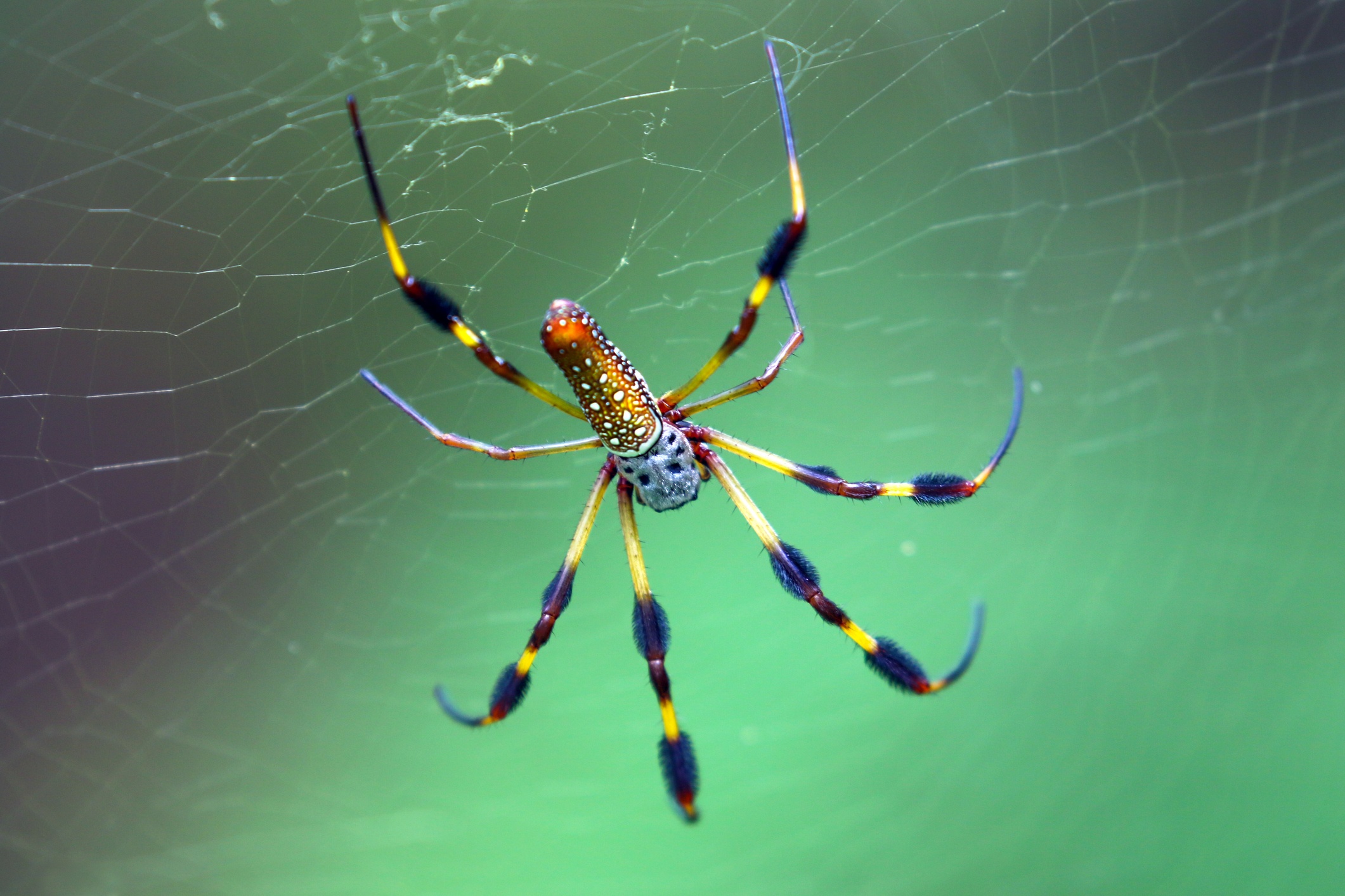 Spider in web