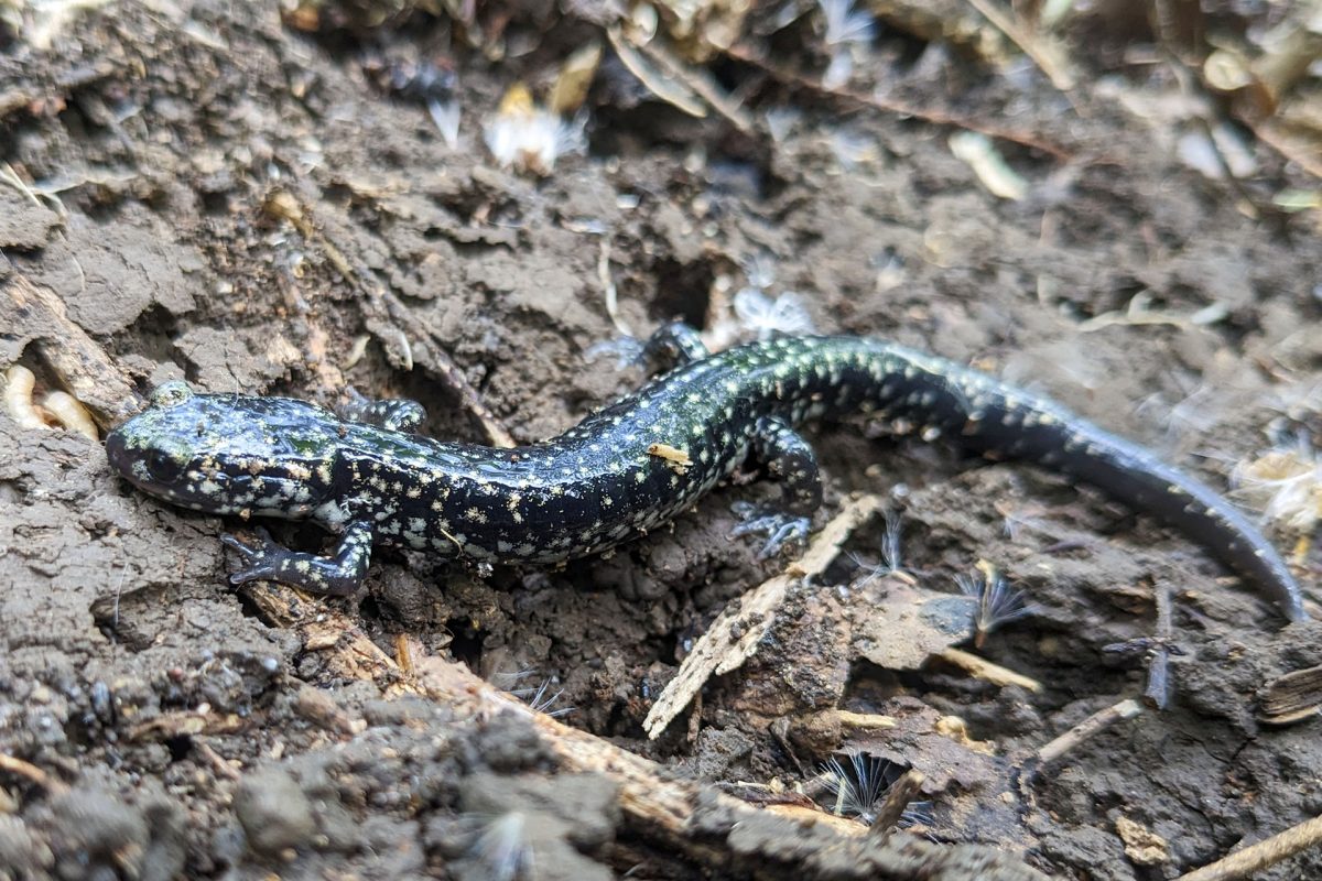 Photo of Northern Slimy Salamander