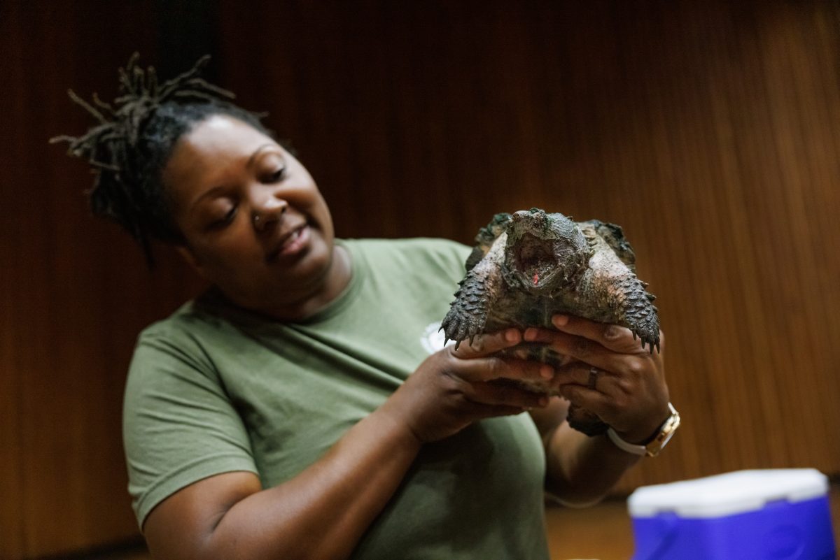 A juvenile Alligator Snapping Turtle participates in an education program at the Tennessee Aquarium