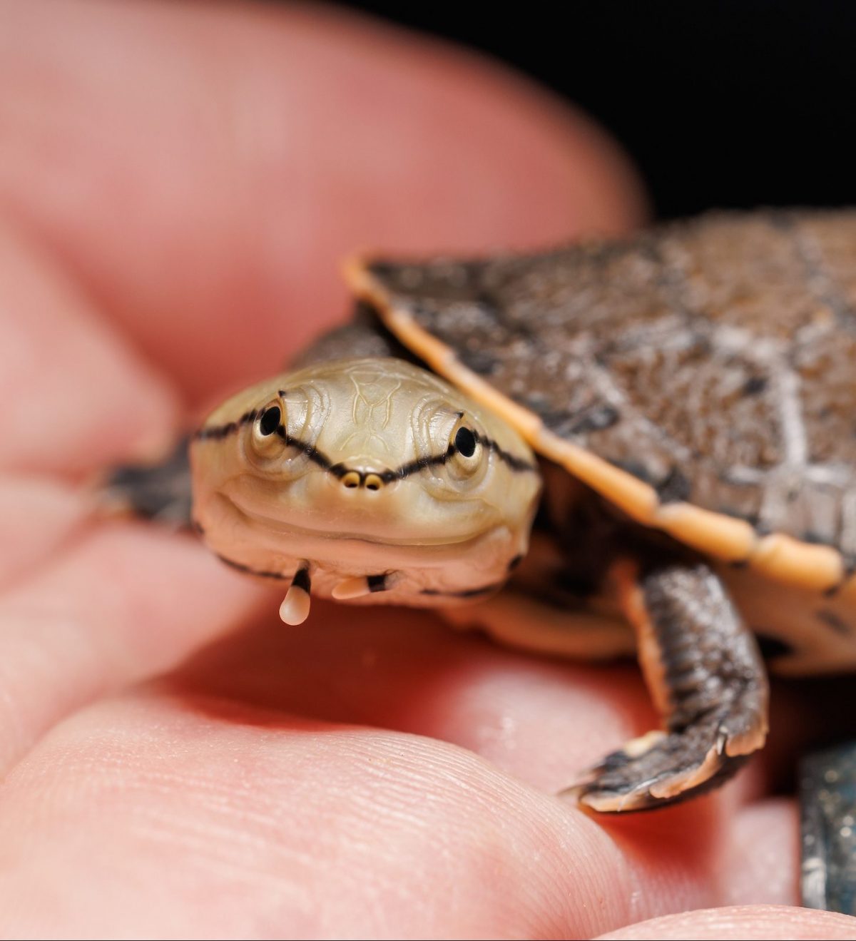 A Hilaire's Side-necked Turtle (Phrynops hilarii) hatched at the Tennessee Aquarium.