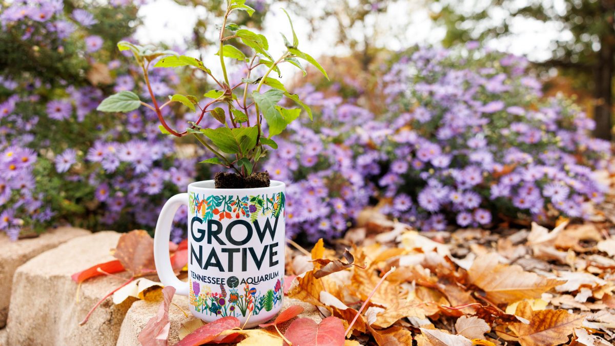 Plant plug in mug with Grow Native text and Aquarium logo