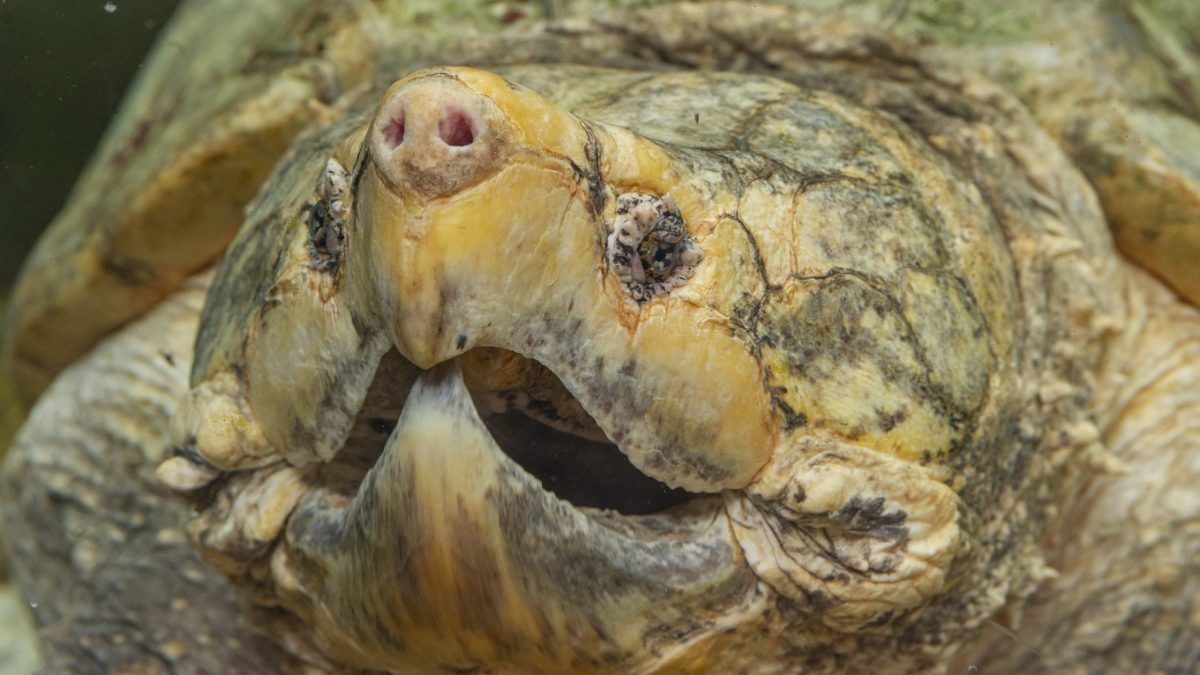 A male Alligator Snapping Turtle