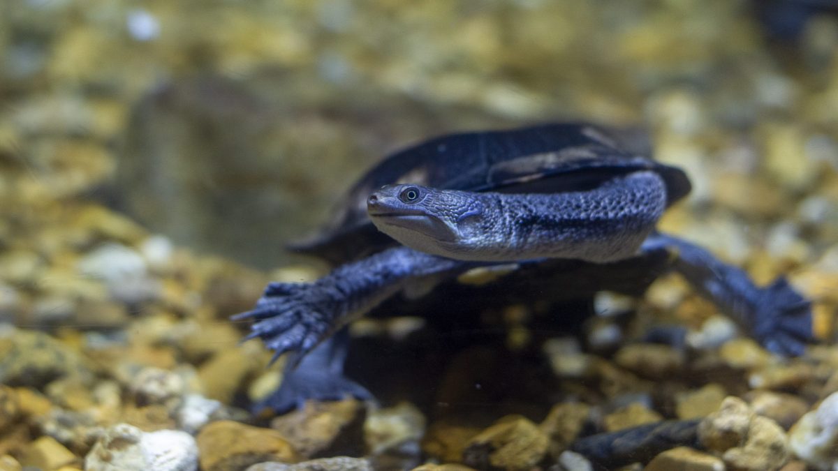 A Snake-necked Turtle poses in the Tennessee Aquarium