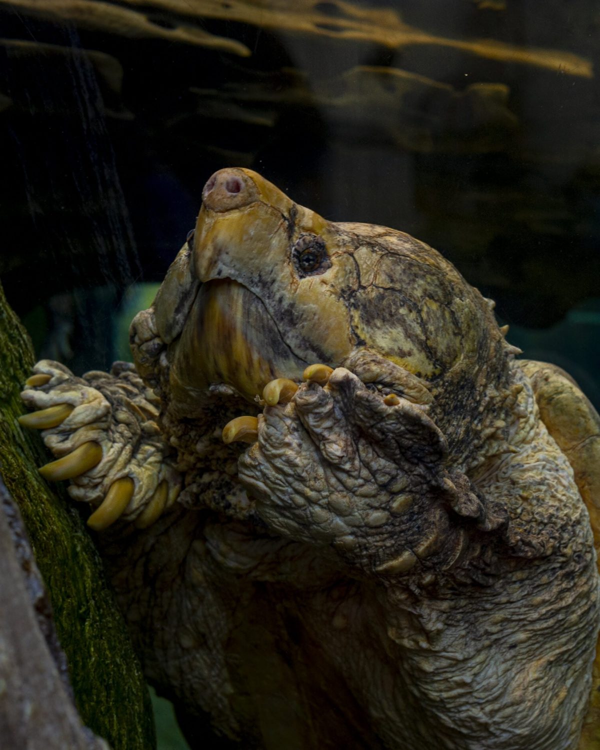 A male Alligator Snapping Turtle