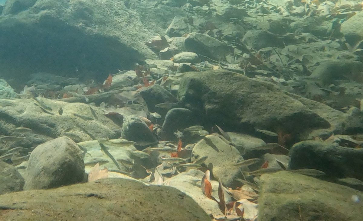 Fish Crowded Together in Middle Creek