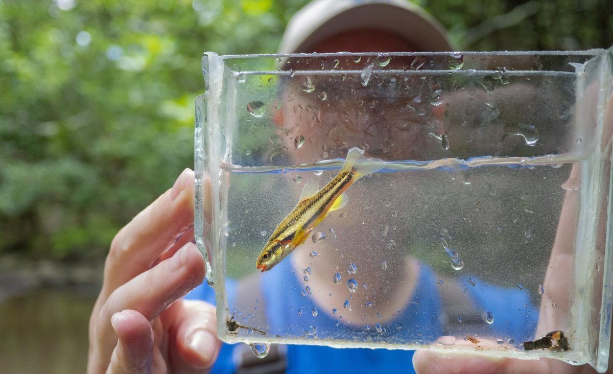 A Laurel Dace in a portable photographic aquarium