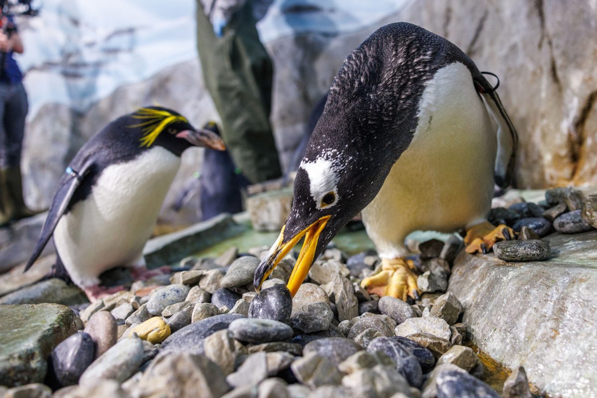 Penguin picking up rocks to make a nest