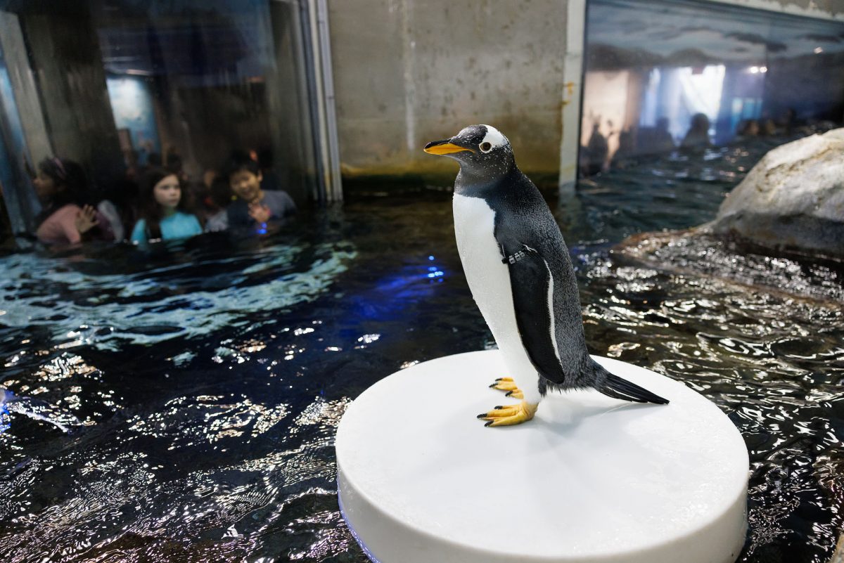 Gentoo penguin on floating platform in Penguins Rock exhibit
