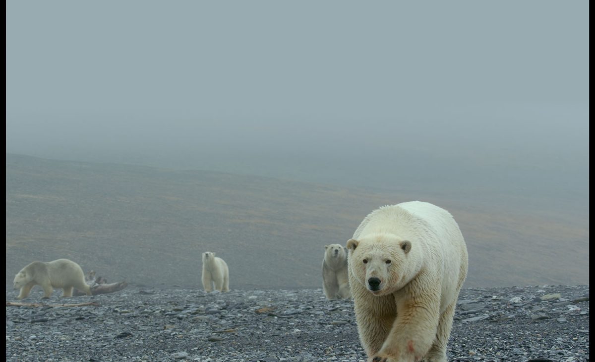 Polar Bears amble along the frigid expanse of Wrangel Island, Russia, in the giant-screen film The Arctic: Our Frozen Planet 3D. As the sea ice melts each summer, over 1,000 bears wait for the return of the sea ice on Wrangel, which is home to the largest concentration of Polar Bears on Earth. (CREDIT: BBC STUDIOS)